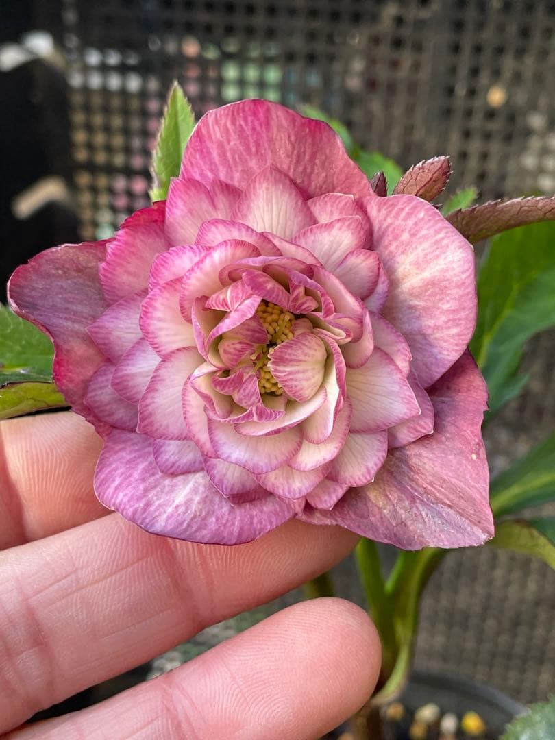 セ*ア様 セルフ苗　6株set No.11 クリスマスローズ　苗