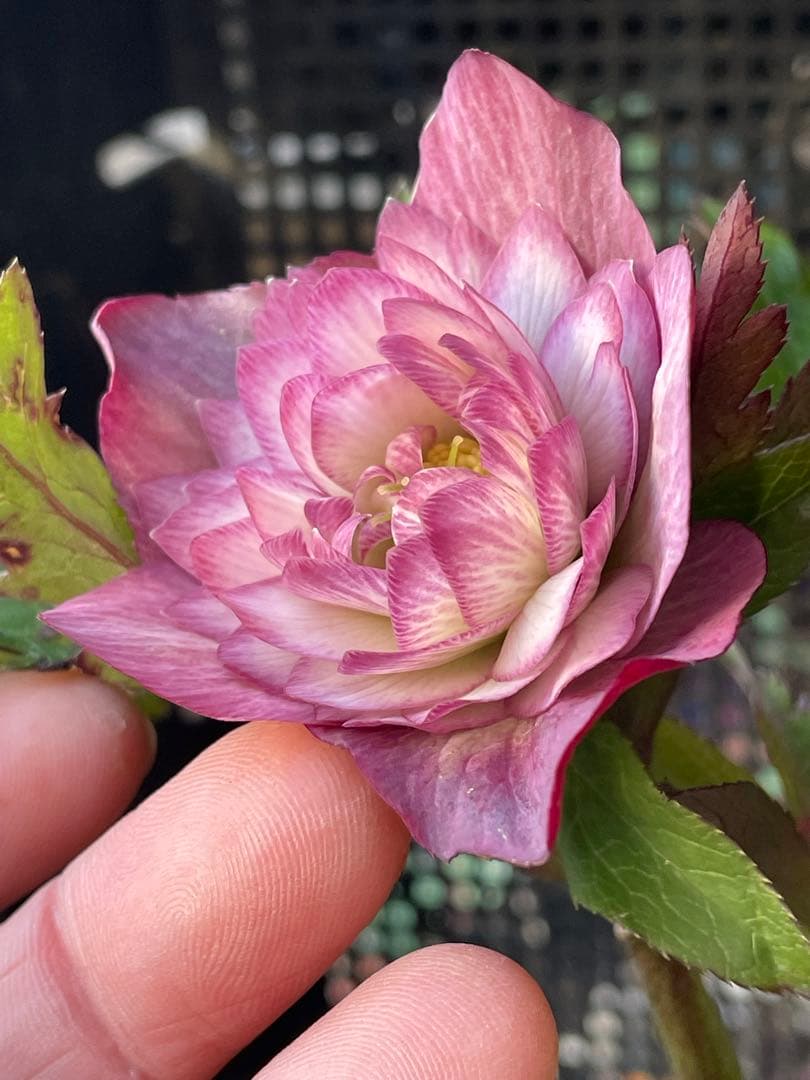 セ*ア様 セルフ苗　6株set No.11 クリスマスローズ　苗