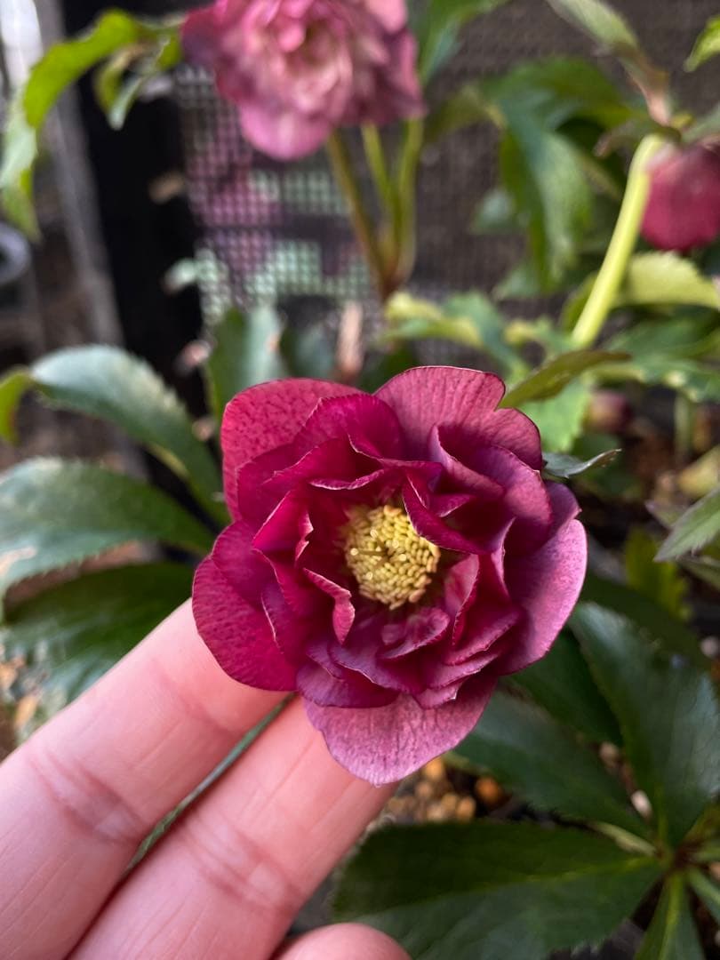 セ*ア様 セルフ苗　6株set No.11 クリスマスローズ　苗