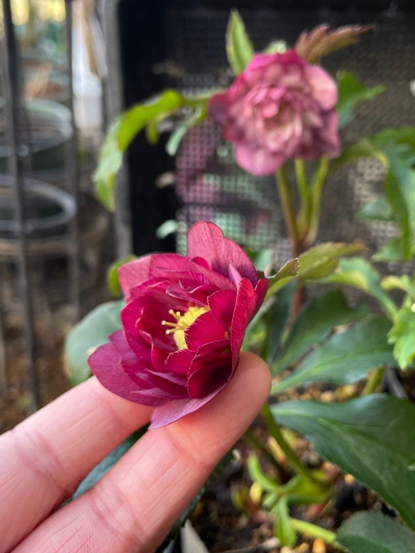 セ*ア様 セルフ苗　6株set No.11 クリスマスローズ　苗