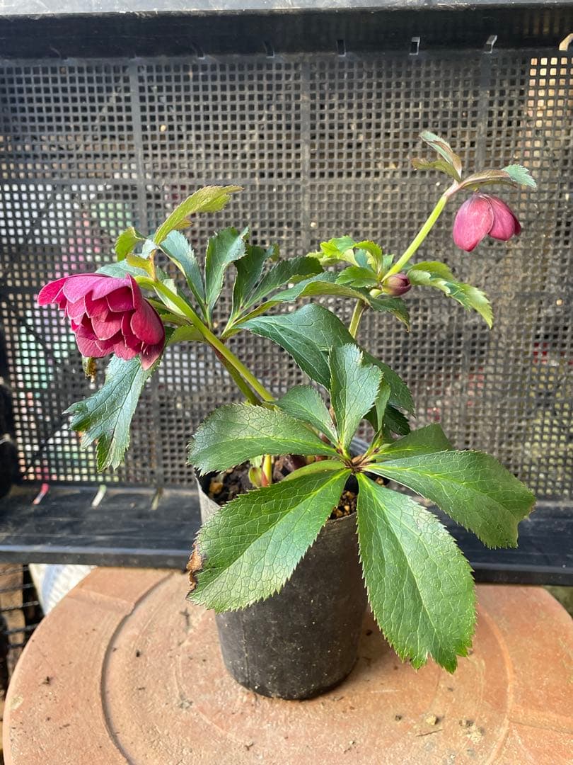 セ*ア様 セルフ苗　6株set No.11 クリスマスローズ　苗