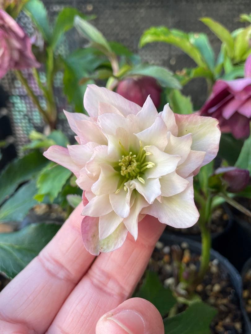 セ*ア様 セルフ苗　6株set No.11 クリスマスローズ　苗