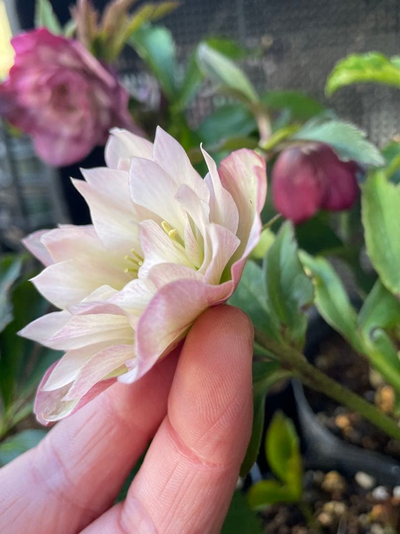 セ*ア様 セルフ苗　6株set No.11 クリスマスローズ　苗