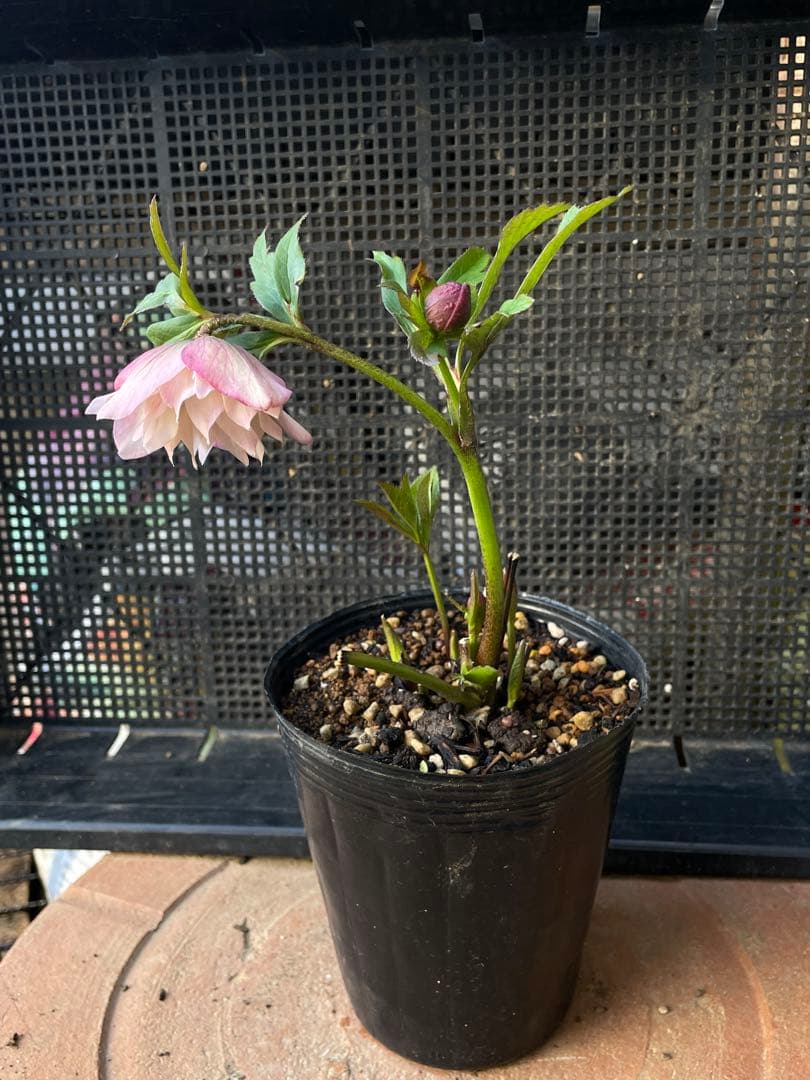 セ*ア様 セルフ苗　6株set No.11 クリスマスローズ　苗