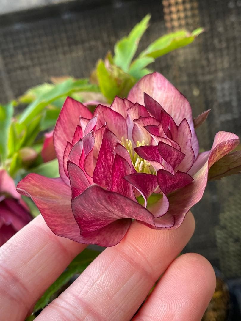 セ*ア様 セルフ苗　6株set No.11 クリスマスローズ　苗