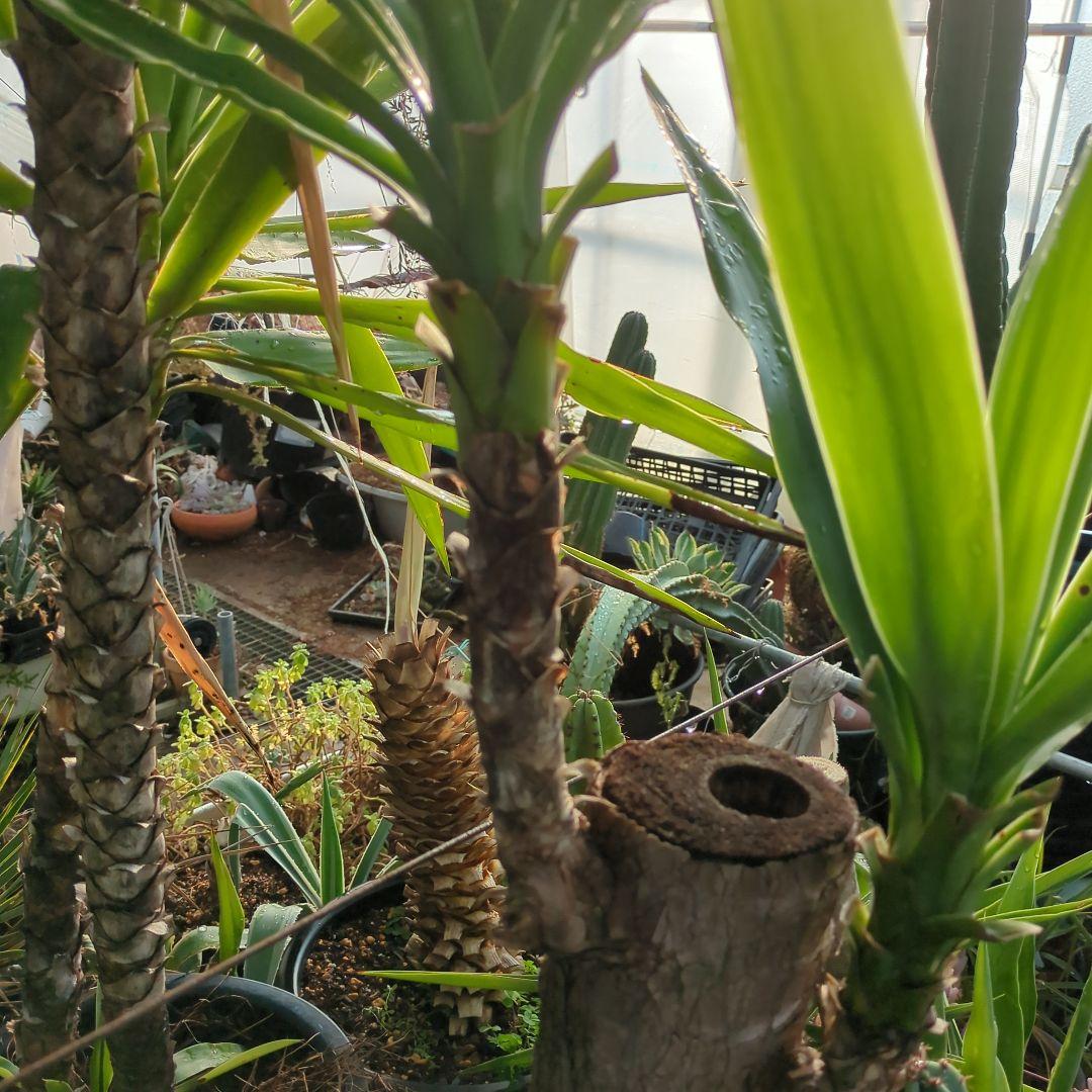 ユッカエレファンティペス(青年の木) ⑦アガベ チタノタ ドライガーデン　地植え