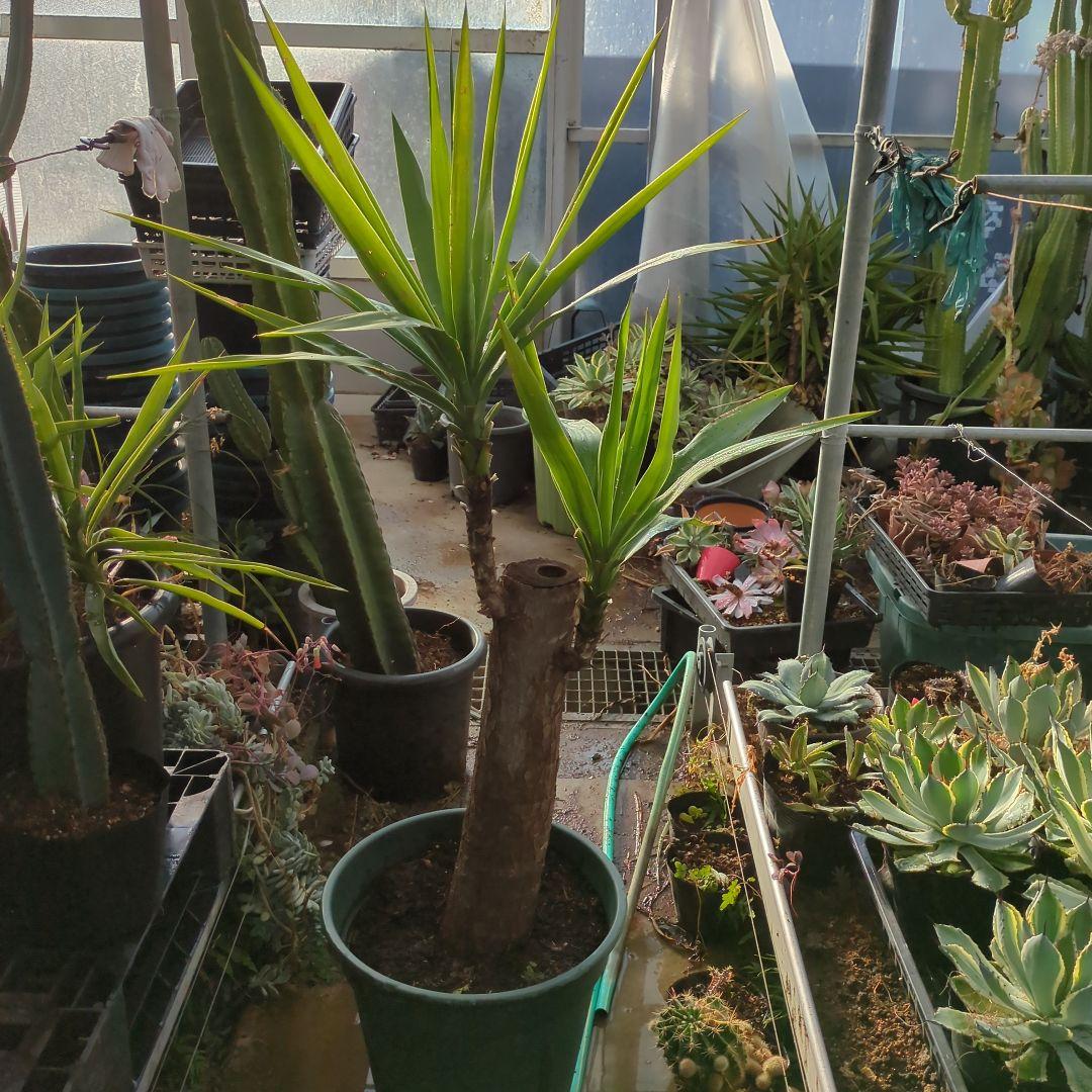 ユッカエレファンティペス(青年の木) ⑦アガベ チタノタ ドライガーデン　地植え