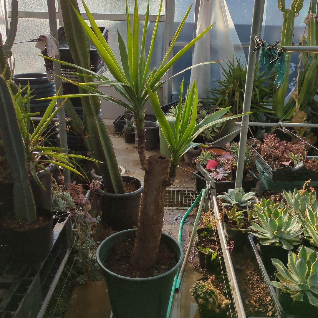 ユッカエレファンティペス(青年の木) ⑦アガベ チタノタ ドライガーデン　地植え