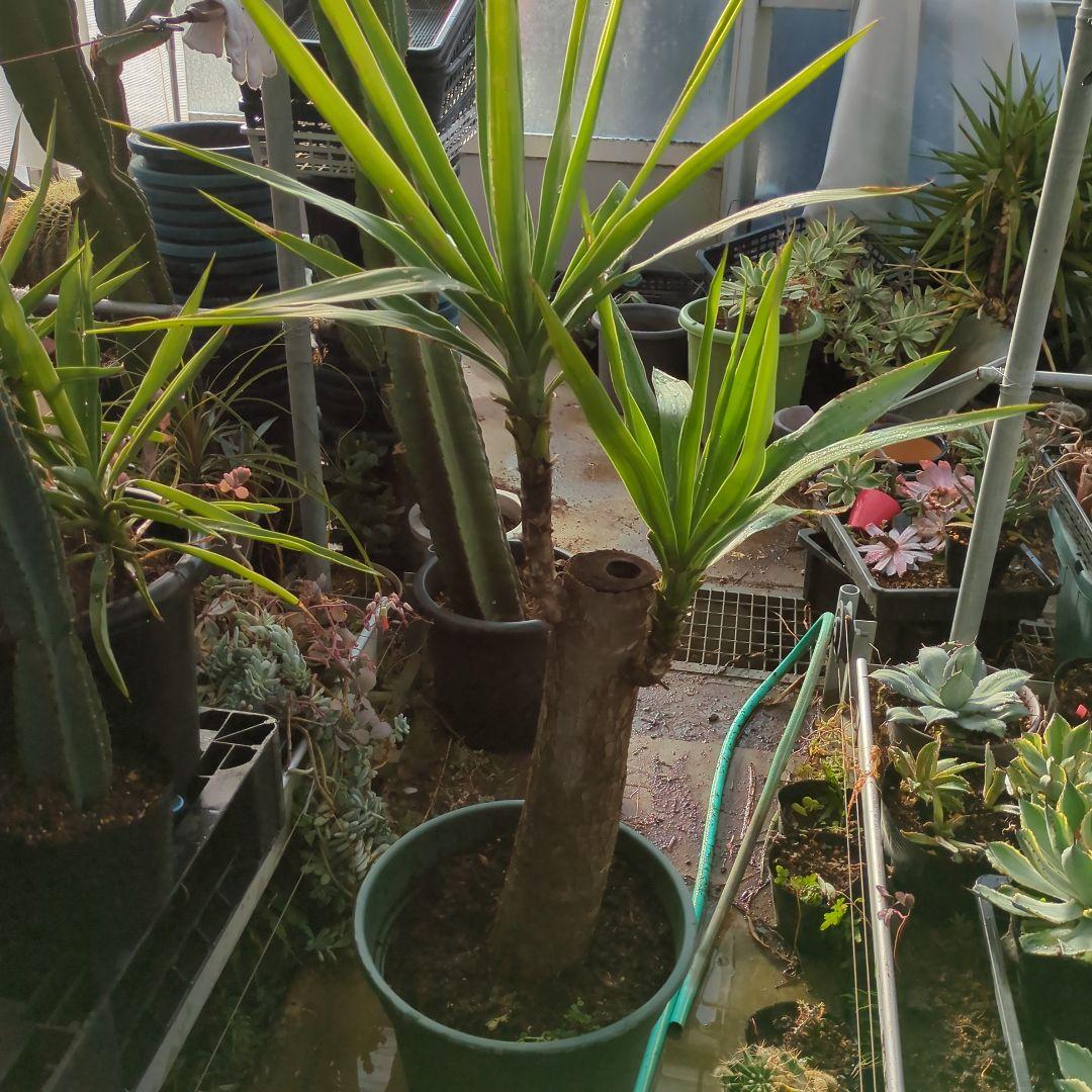 ユッカエレファンティペス(青年の木) ⑦アガベ チタノタ ドライガーデン　地植え