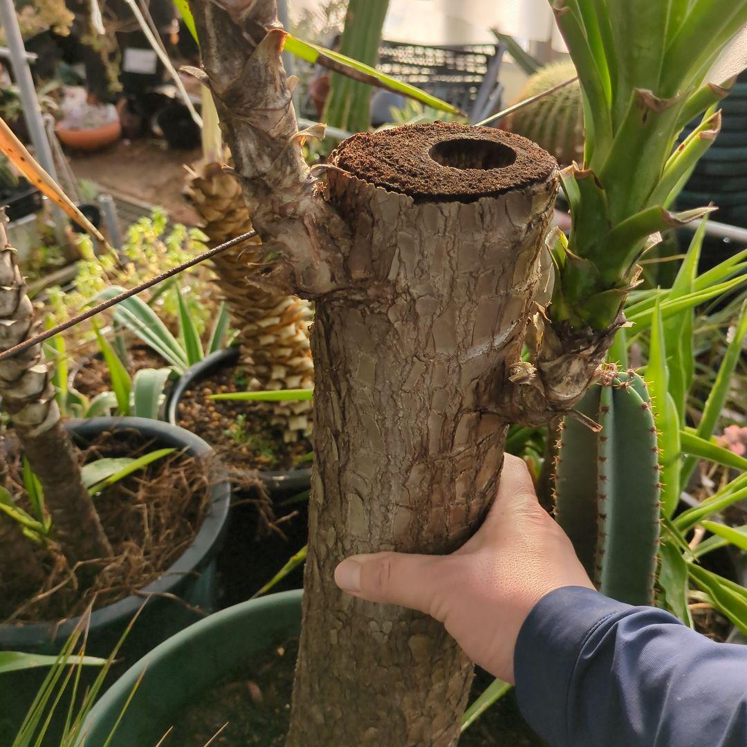 ユッカエレファンティペス(青年の木) ⑦アガベ チタノタ ドライガーデン　地植え