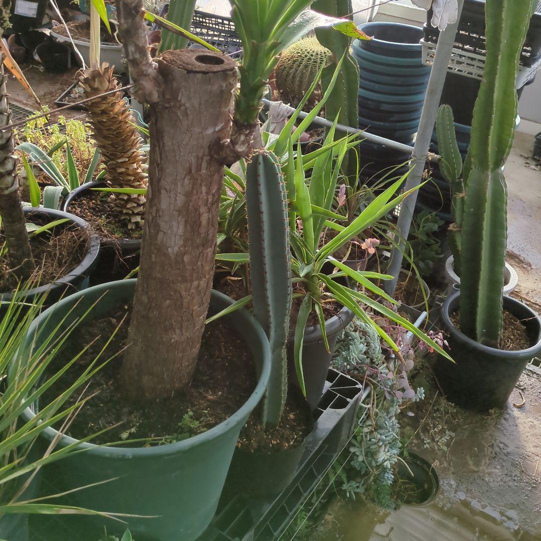 ユッカエレファンティペス(青年の木) ⑦アガベ チタノタ ドライガーデン　地植え