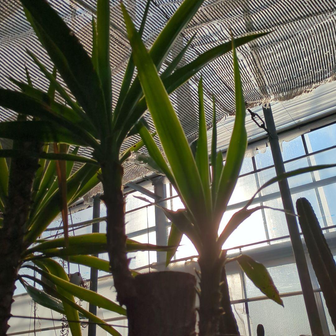 ユッカエレファンティペス(青年の木) ⑦アガベ チタノタ ドライガーデン　地植え