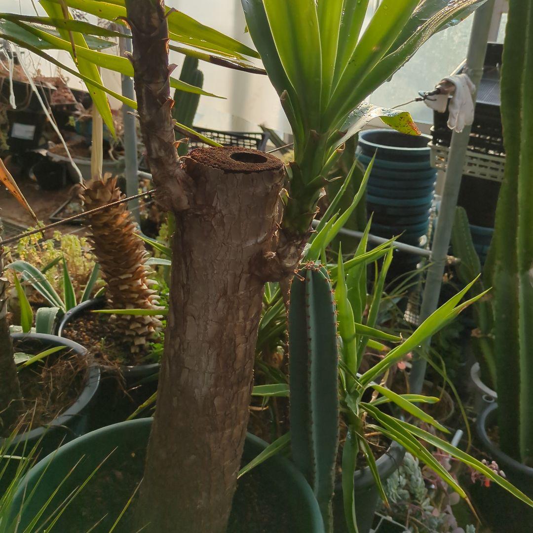 ユッカエレファンティペス(青年の木) ⑦アガベ チタノタ ドライガーデン　地植え