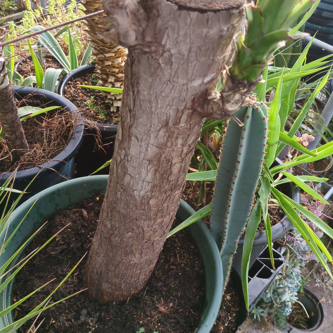 ユッカエレファンティペス(青年の木) ⑦アガベ チタノタ ドライガーデン　地植え