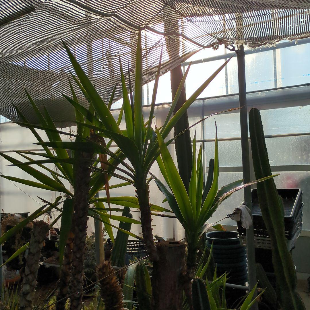 ユッカエレファンティペス(青年の木) ⑦アガベ チタノタ ドライガーデン　地植え