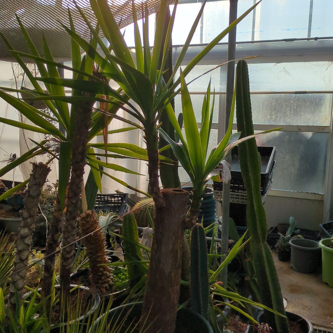 ユッカエレファンティペス(青年の木) ⑦アガベ チタノタ ドライガーデン　地植え