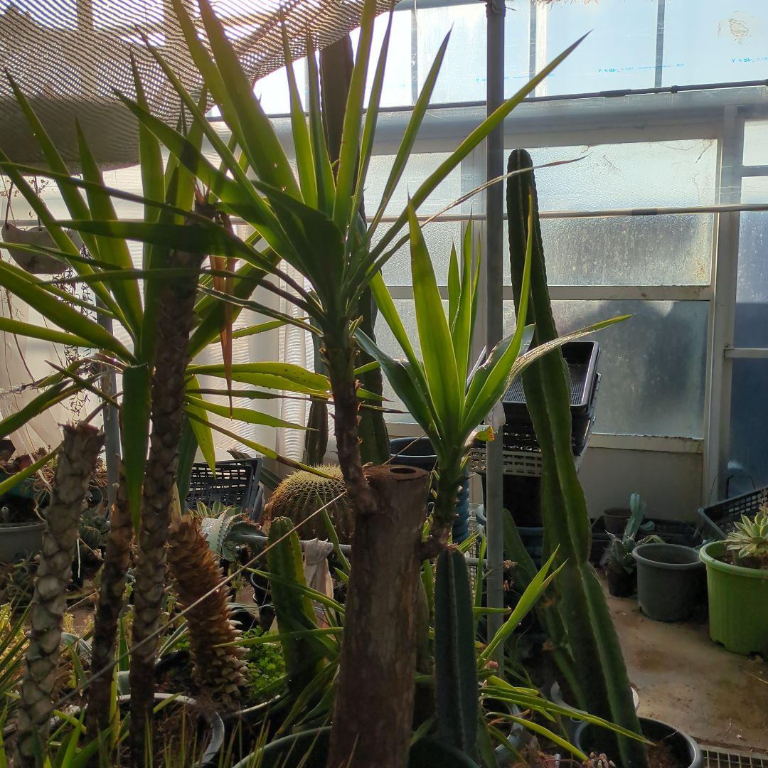 ユッカエレファンティペス(青年の木) ⑦アガベ チタノタ ドライガーデン　地植え