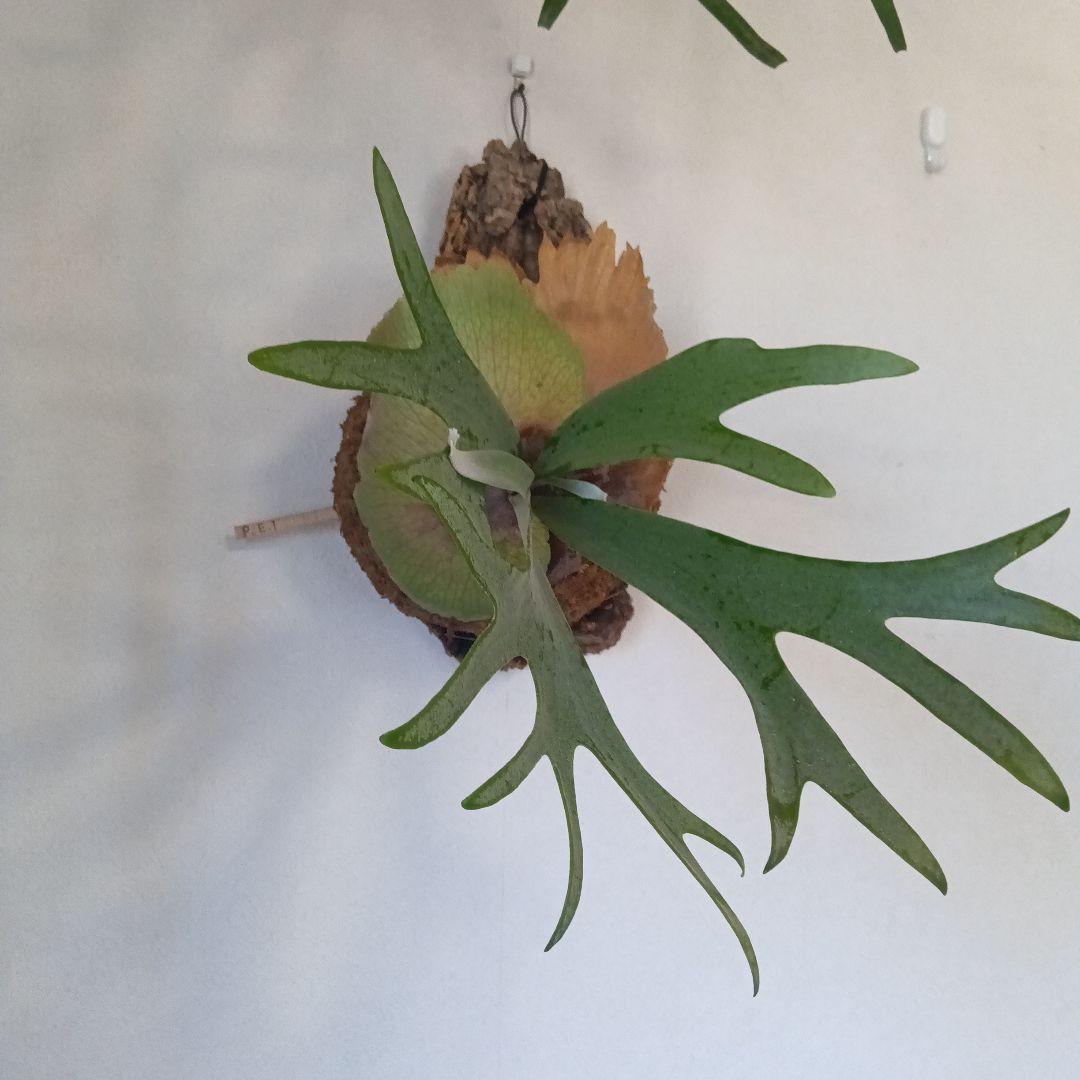 ビカクシダ　E.1コルク付