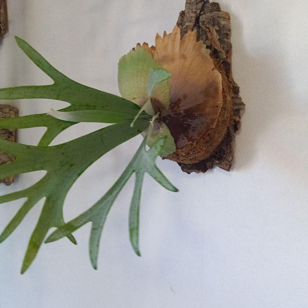 ビカクシダ　E.1コルク付