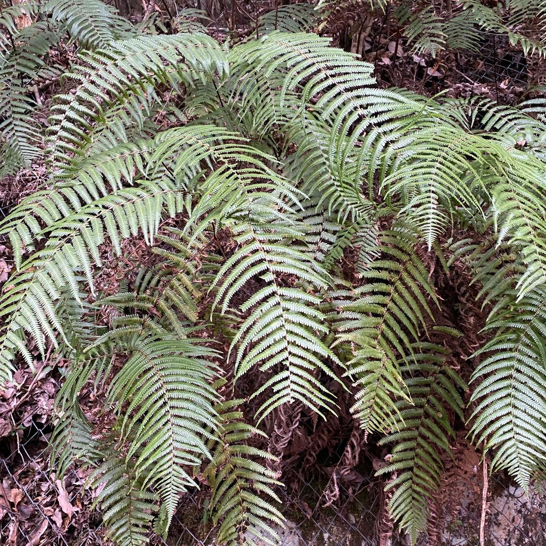50-60cm目安　巨大ウラジロ　100枚目安+予備　鏡餅　しめ縄　正月飾り