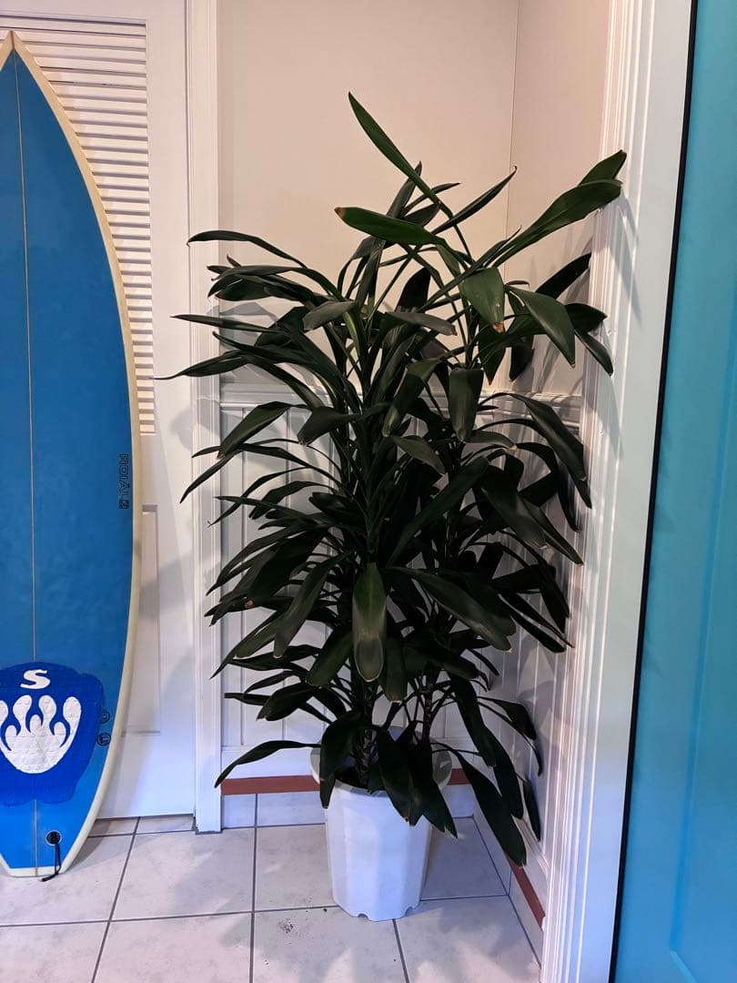 1m50㎝ ドラセナ・ジェレ 西海岸風インテリア シンボルツリー 引き取り限定