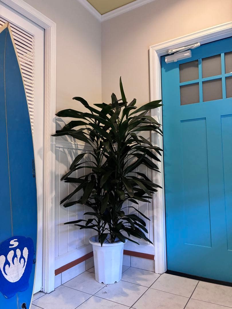 1m50㎝ ドラセナ・ジェレ 西海岸風インテリア シンボルツリー 引き取り限定