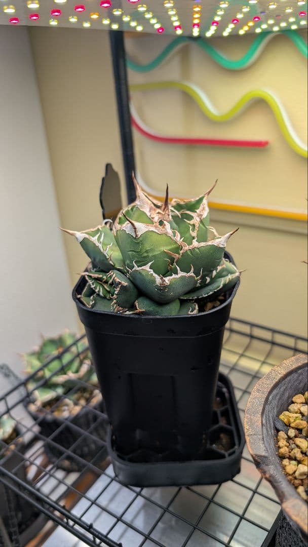 チタノタ SAD子株①