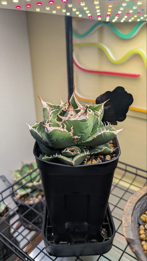 チタノタ SAD子株①