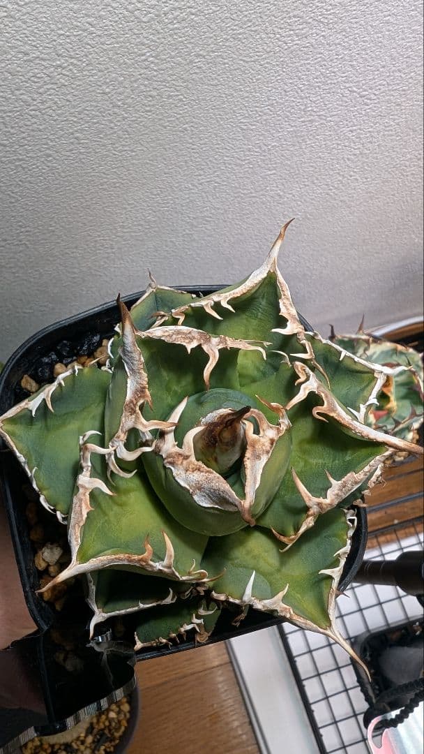 チタノタ SAD子株①