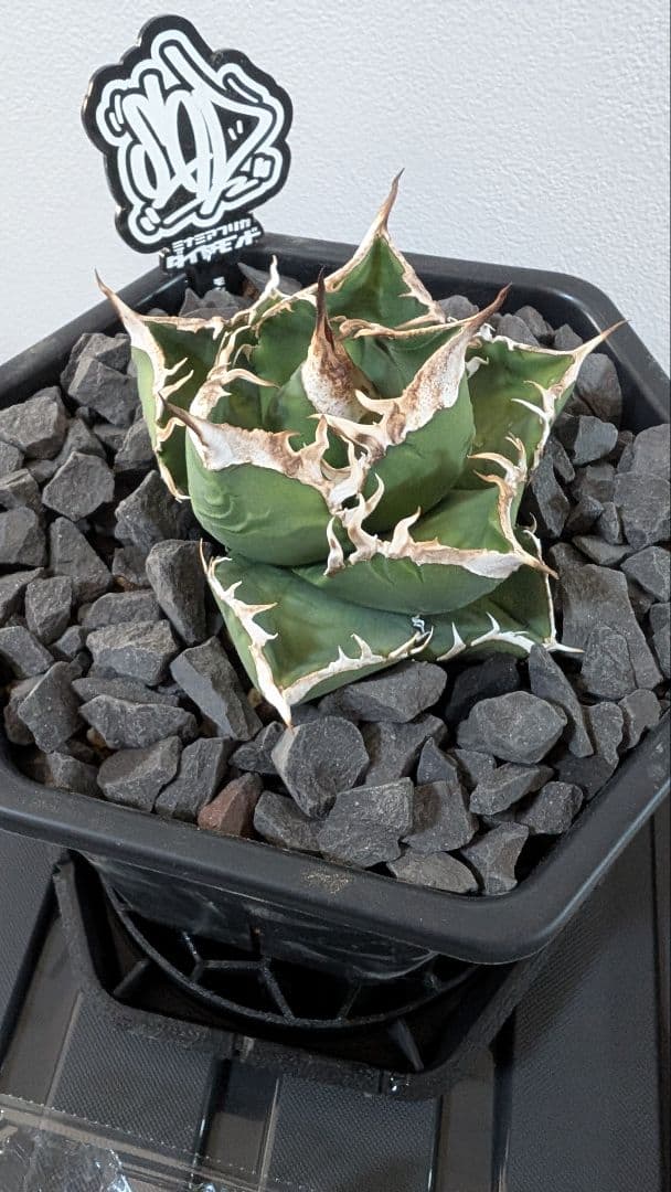 チタノタ SAD子株①