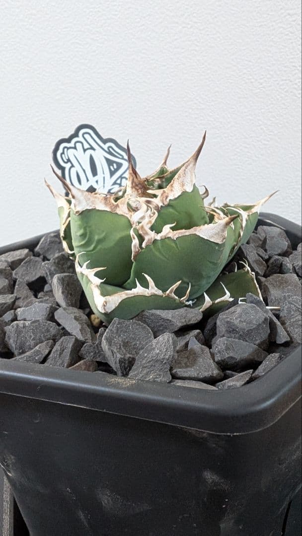 チタノタ SAD子株①