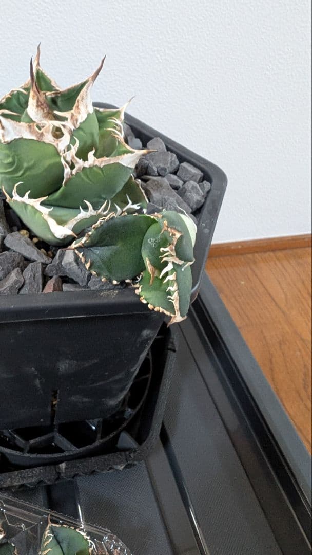 チタノタ SAD子株①