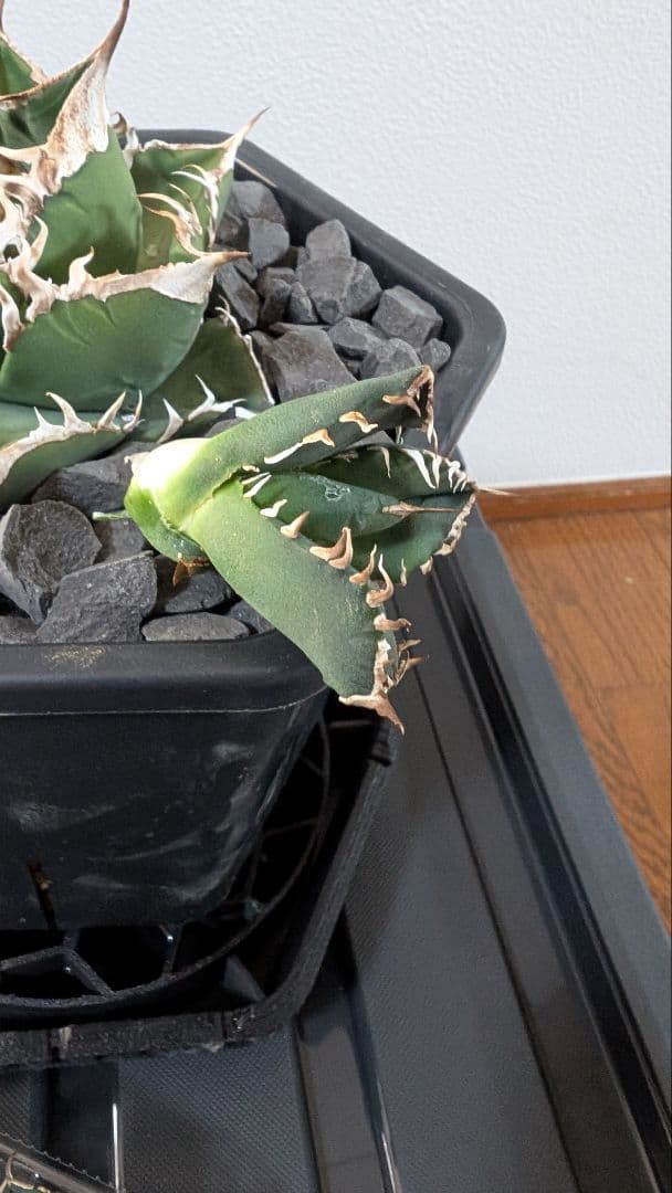 チタノタ SAD子株①