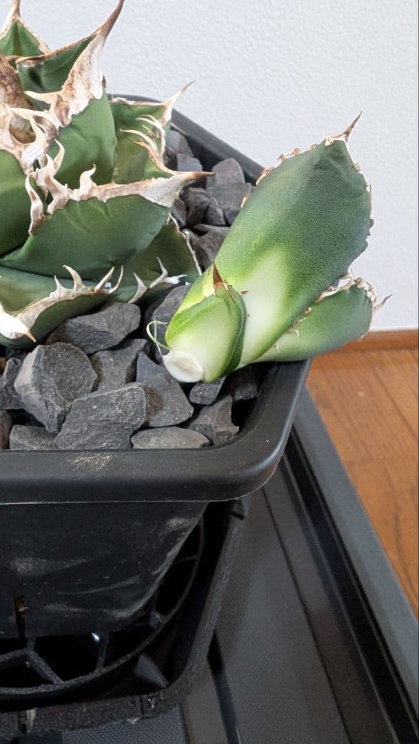 チタノタ SAD子株①