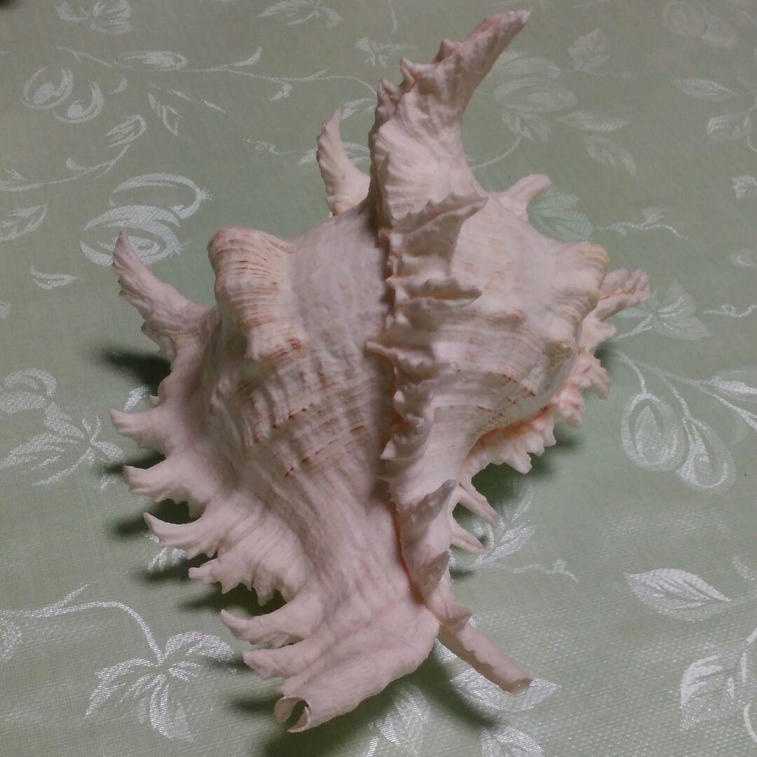 貝