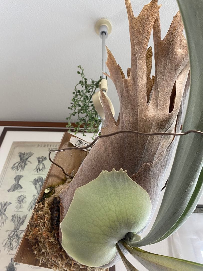 P.w dwarf tasuta×veitchii wild spores 子株