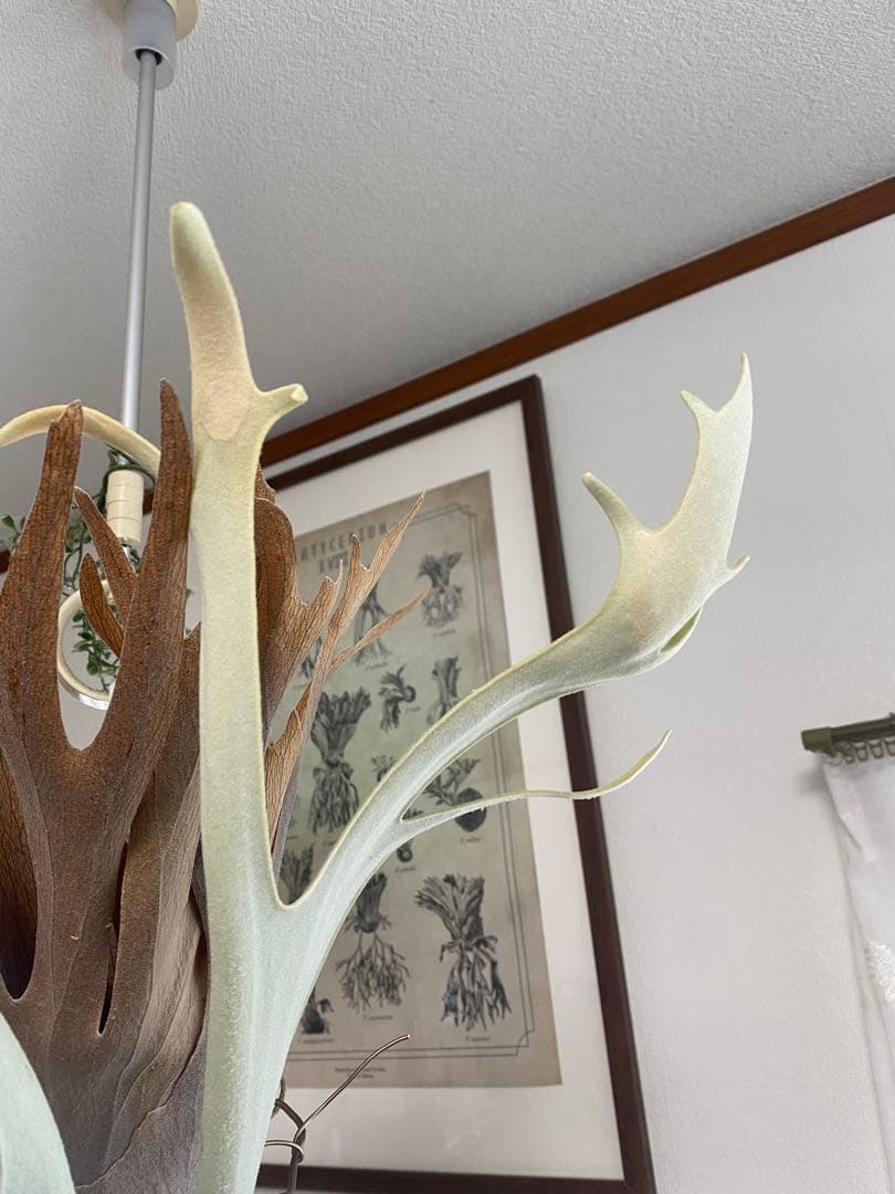 P.w dwarf tasuta×veitchii wild spores 子株