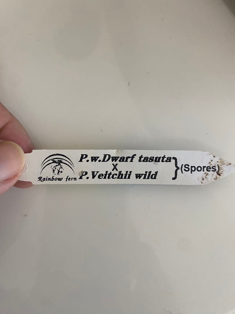 P.w dwarf tasuta×veitchii wild spores 子株