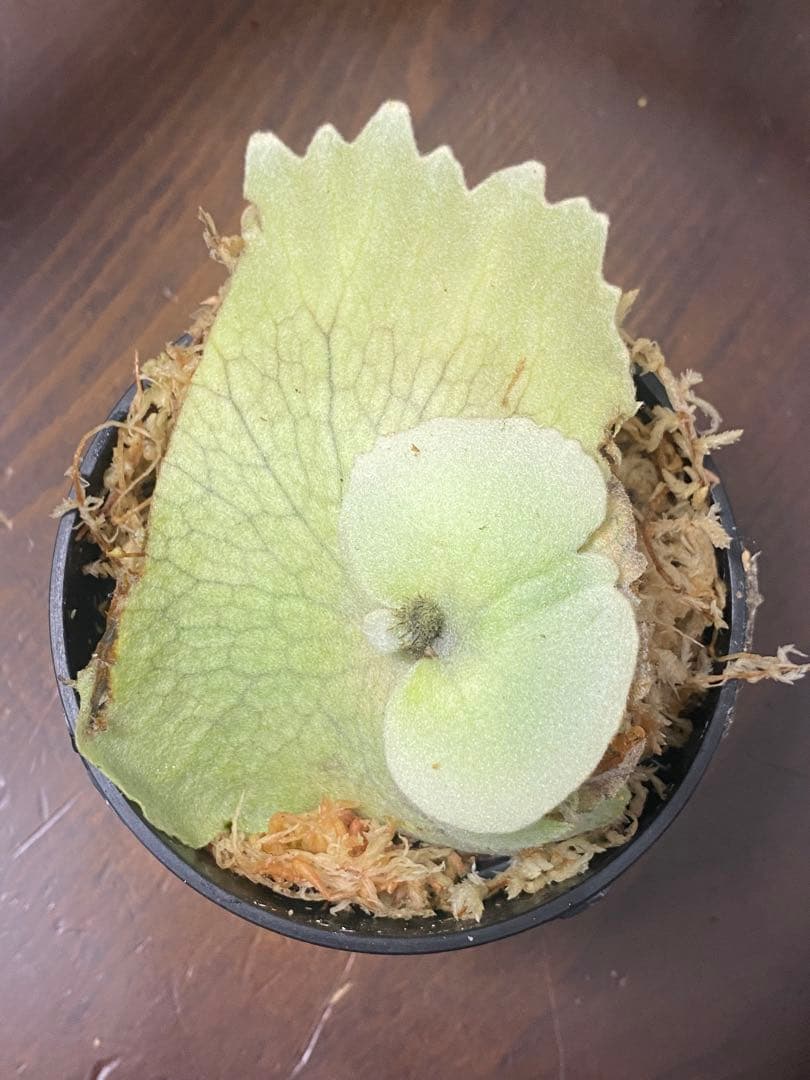 P.w dwarf tasuta×veitchii wild spores 子株