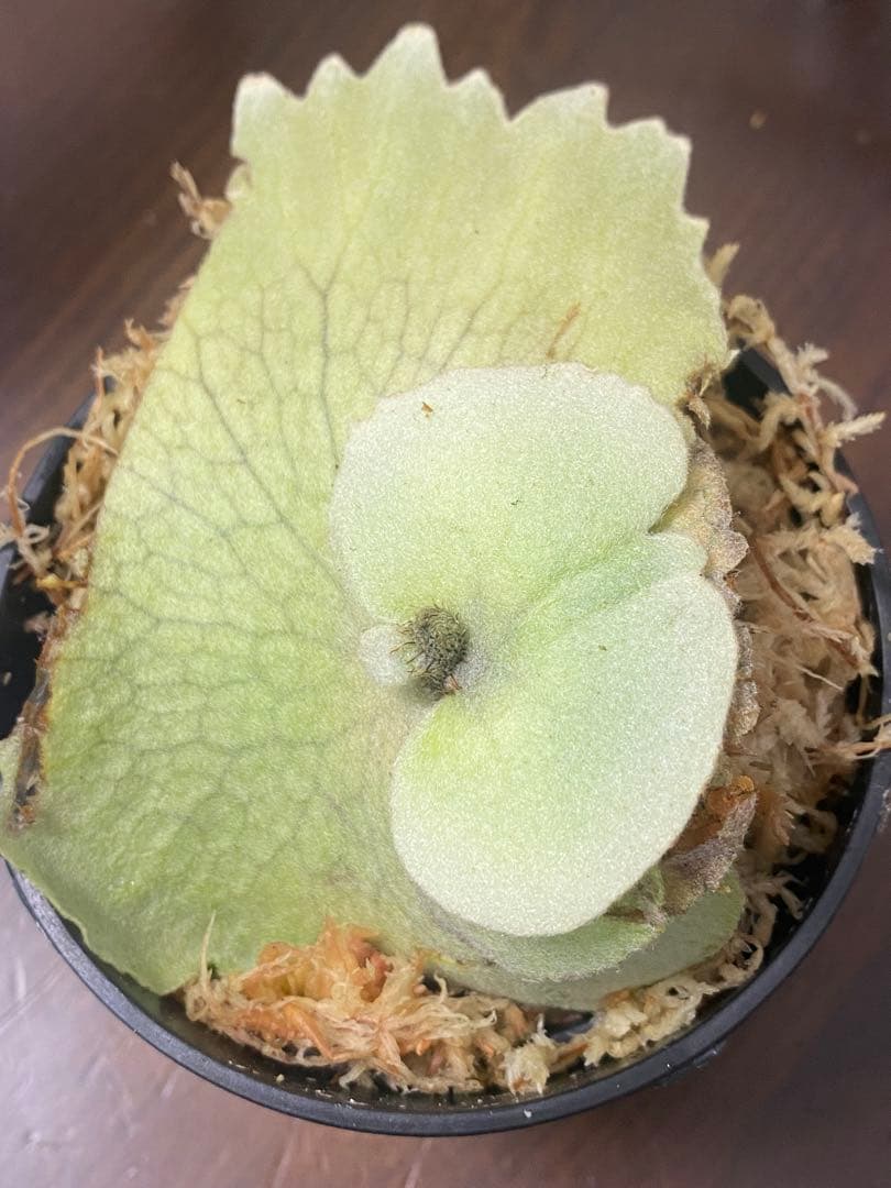 P.w dwarf tasuta×veitchii wild spores 子株