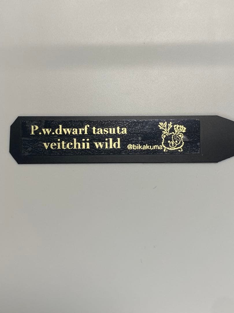 P.w dwarf tasuta×veitchii wild spores 子株