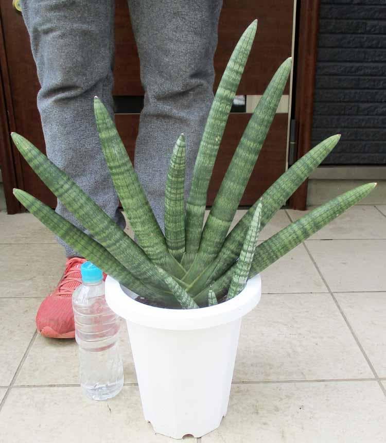 【現品】サンスベリア・ボンセレンシス　サンセベリア　7号 　T9番