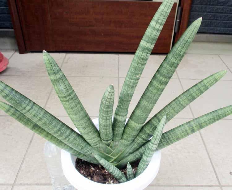 【現品】サンスベリア・ボンセレンシス　サンセベリア　7号 　T9番