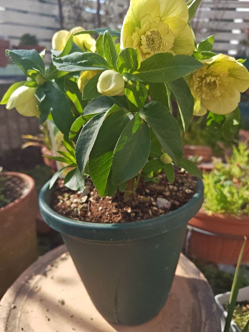 クリスマスローズ　イエローオーケストラ　SD　花蕾多数