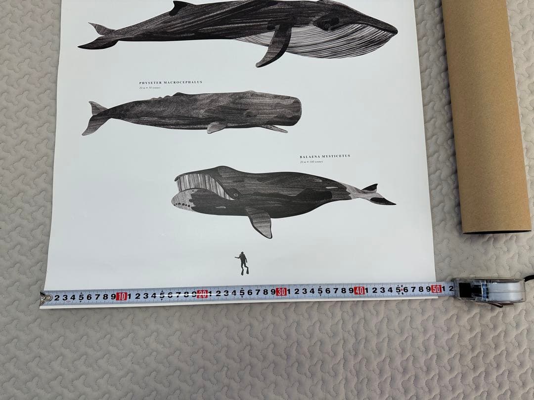 Coco lapine design ketos 50×70 ココラパン ケトス