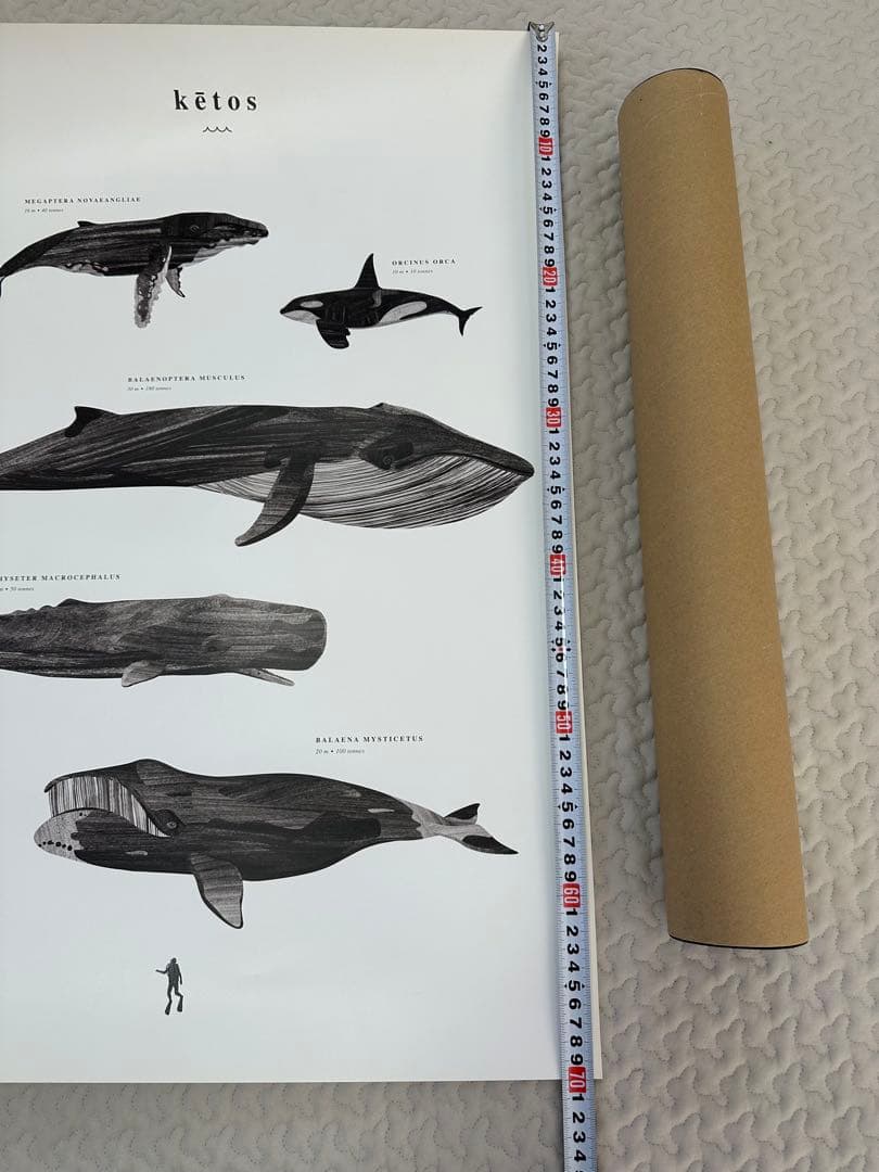 Coco lapine design ketos 50×70 ココラパン ケトス