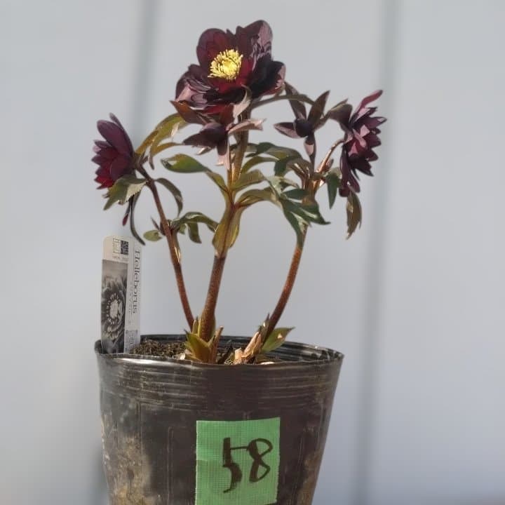 広瀬園芸。ヘレボルス(八重) パープル No58開花株。