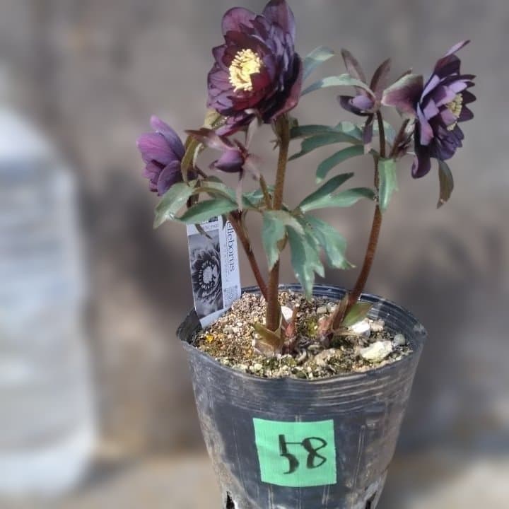 広瀬園芸。ヘレボルス(八重) パープル No58開花株。