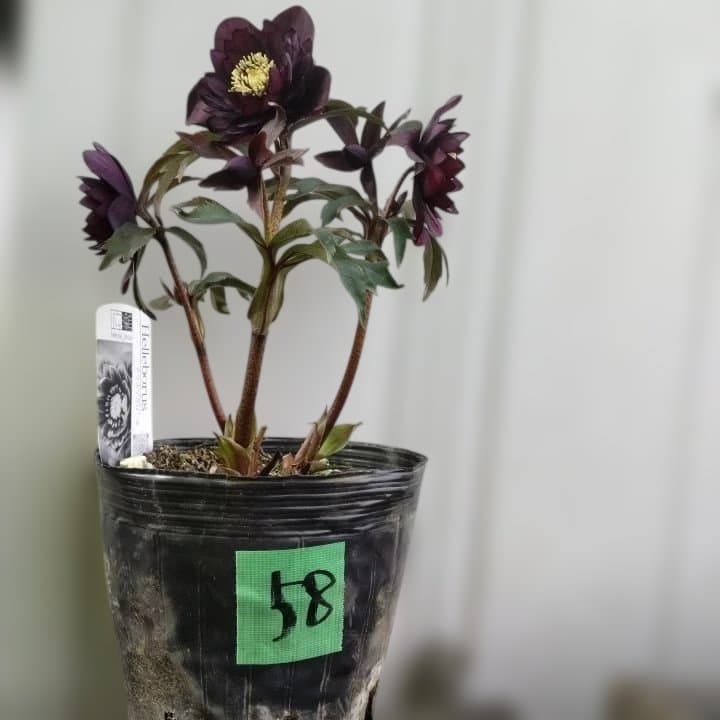 広瀬園芸。ヘレボルス(八重) パープル No58開花株。