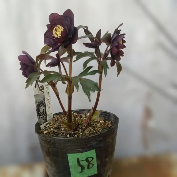 広瀬園芸。ヘレボルス(八重) パープル No58開花株。